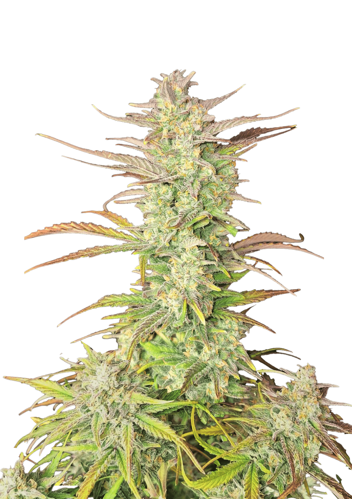 Zup Auto Cannabis Seeds by Fast Buds Zup Auto Cannabis Seeds by Fast Buds