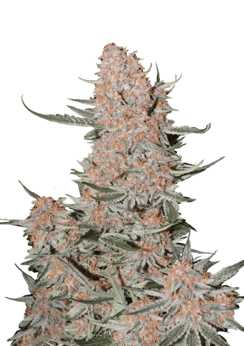 Ztrawberriez Auto Cannabis Seeds by Fast Buds
