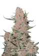 Ztrawberriez Auto Cannabis Seeds by Fast Buds