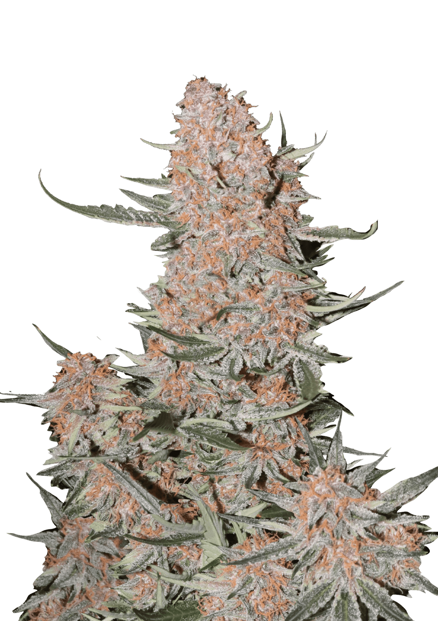 Ztrawberriez Auto Cannabis Seeds by Fast Buds Ztrawberriez Auto Cannabis Seeds by Fast Buds