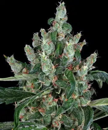 Laughing Buddha Feminized Cannabis Seeds by Barneys Farm