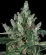 Laughing Buddha Feminized Cannabis Seeds by Barneys Farm
