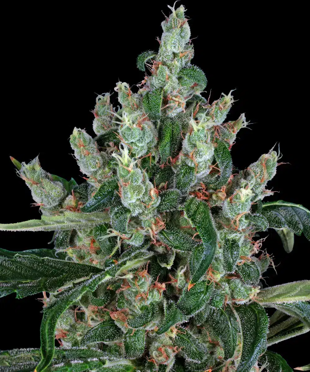 Laughing Buddha Feminized Cannabis Seeds by Barneys Farm Laughing Buddha Feminized Cannabis Seeds by Barneys Farm
