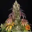 Lemon Cherry Gelato Feminized Cannabis Seeds by Barneys Farm