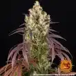 Lemon Cherry Gelato Feminized Cannabis Seeds by Barneys Farm