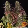 Lemon Cherry Gelato Feminized Cannabis Seeds by Barneys Farm