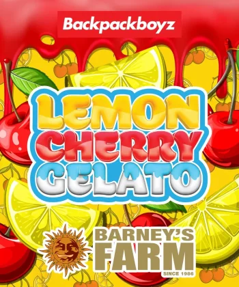 Lemon Cherry Gelato Feminized Cannabis Seeds by Barneys Farm
