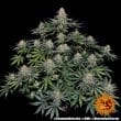 Lemon Drizzle Feminized Cannabis Seeds by Barneys Farm
