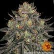 Lemon Drizzle Feminized Cannabis Seeds by Barneys Farm