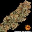Lemon Drizzle Feminized Cannabis Seeds by Barneys Farm
