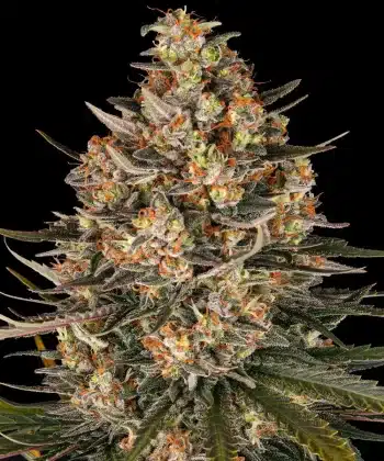 Lemon Drizzle Feminized Cannabis Seeds by Barneys Farm