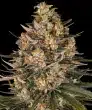 Lemon Drizzle Feminized Cannabis Seeds by Barneys Farm