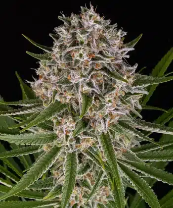 Lemon Haze Auto Cannabis Seeds by Barneys Farm