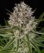 Lemon Haze Auto Cannabis Seeds by Barneys Farm