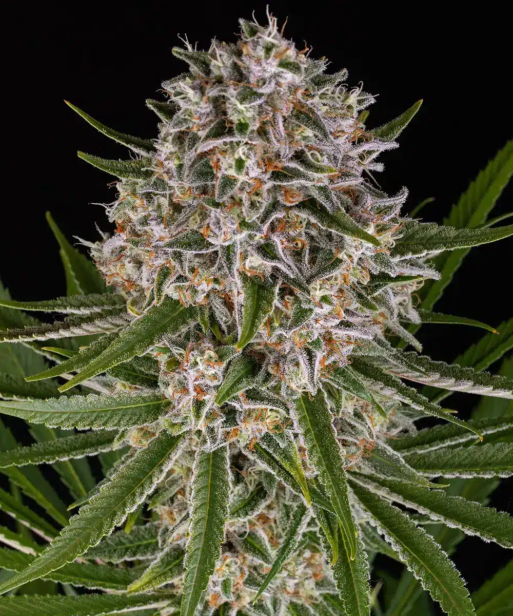 Lemon Haze Auto Cannabis Seeds by Barneys Farm Lemon Haze Auto Cannabis Seeds by Barneys Farm