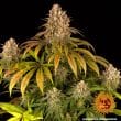 Lemon Tree Feminized Cannabis Seeds by Barneys Farm