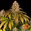 Lemon Tree Feminized Cannabis Seeds by Barneys Farm