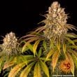 Lemon Tree Feminized Cannabis Seeds by Barneys Farm
