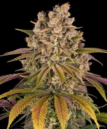 Lemon Tree Feminized Cannabis Seeds by Barneys Farm