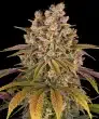 Lemon Tree Feminized Cannabis Seeds by Barneys Farm