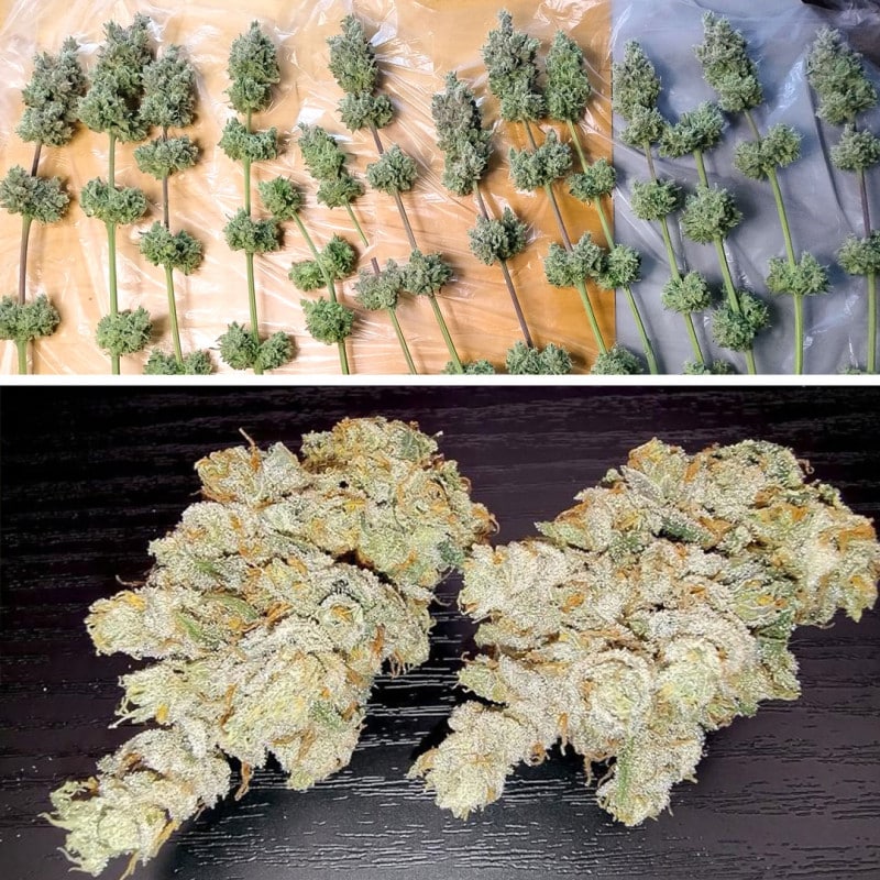 DP Lemon Z Feminized Cannabis Seeds by Dutch Passion Seeds DP Lemon Z Feminized Cannabis Seeds by Dutch Passion Seeds
