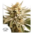 DP Lemon Z Feminized Cannabis Seeds by Dutch Passion Seeds