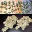 DP Lemon Z Feminized Cannabis Seeds by Dutch Passion Seeds