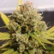 DP Lemon Z Feminized Cannabis Seeds by Dutch Passion Seeds