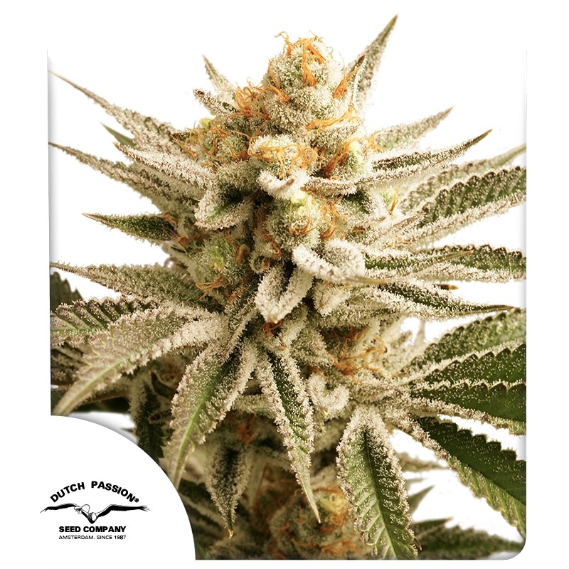 DP Lemon Z Feminized Cannabis Seeds by Dutch Passion Seeds DP Lemon Z Feminized Cannabis Seeds by Dutch Passion Seeds