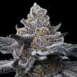 LFG Feminized Cannabis Seeds by Barneys Farm