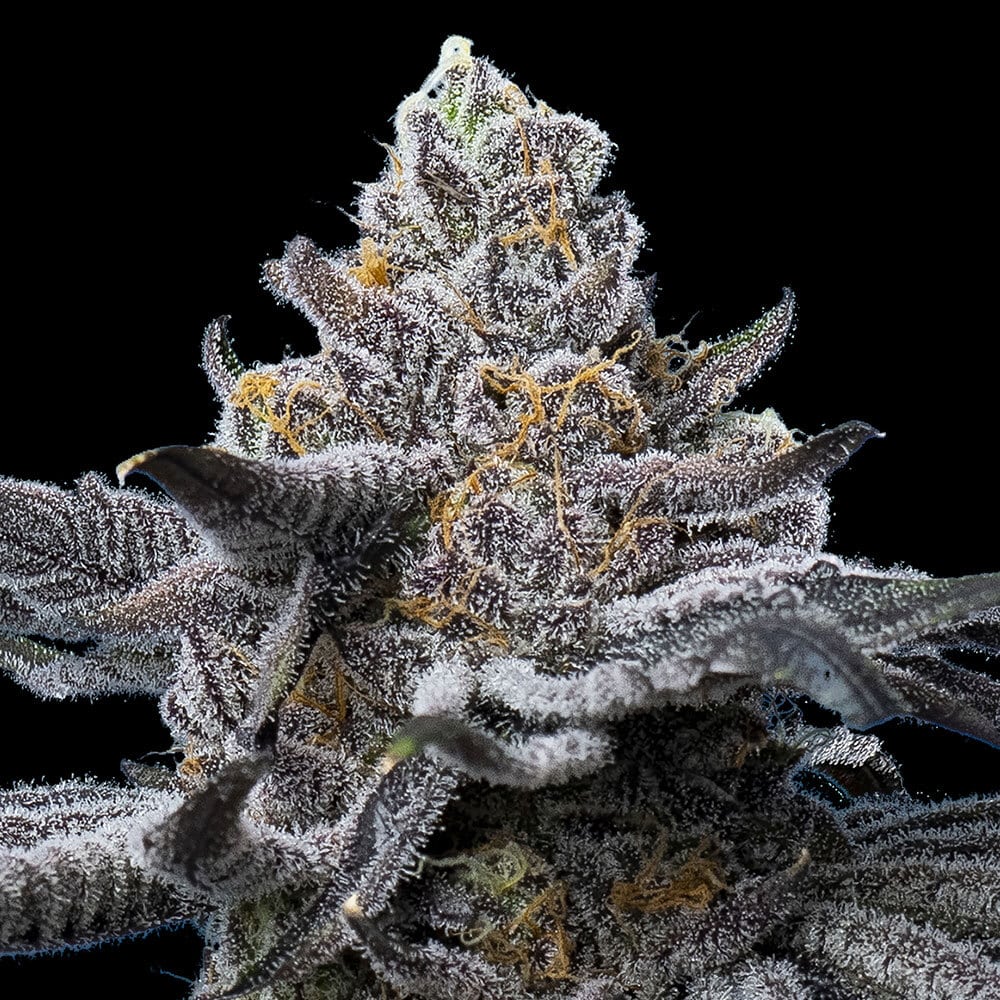 LFG Feminized Cannabis Seeds by Barneys Farm LFG Feminized Cannabis Seeds by Barneys Farm