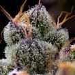 LFG Feminized Cannabis Seeds by Barneys Farm