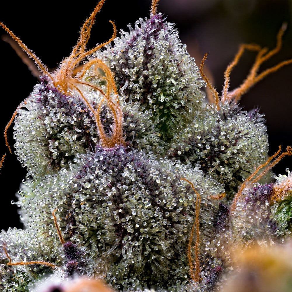 LFG Feminized Cannabis Seeds by Barneys Farm LFG Feminized Cannabis Seeds by Barneys Farm