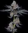 LFG Feminized Cannabis Seeds by Barneys Farm