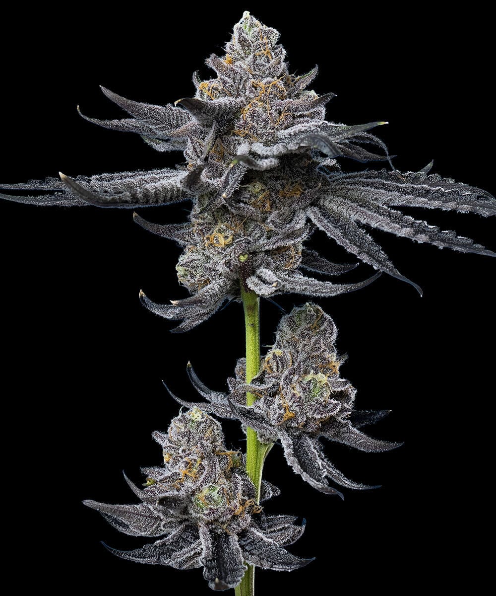 LFG Feminized Cannabis Seeds by Barneys Farm LFG Feminized Cannabis Seeds by Barneys Farm