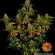 Liberty Haze Feminized Cannabis Seeds by Barneys Farm