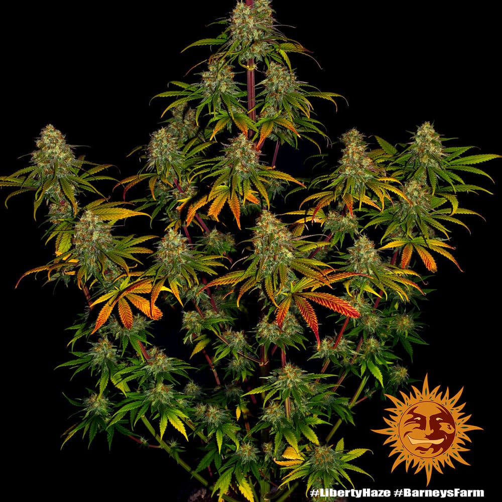 Liberty Haze Feminized Cannabis Seeds by Barneys Farm Liberty Haze Feminized Cannabis Seeds by Barneys Farm
