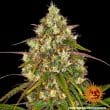 Liberty Haze Feminized Cannabis Seeds by Barneys Farm
