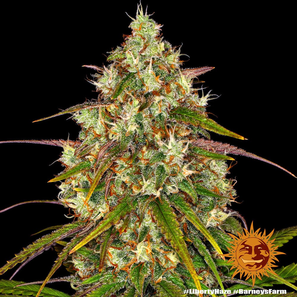 Liberty Haze Feminized Cannabis Seeds by Barneys Farm Liberty Haze Feminized Cannabis Seeds by Barneys Farm