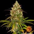 Liberty Haze Feminized Cannabis Seeds by Barneys Farm