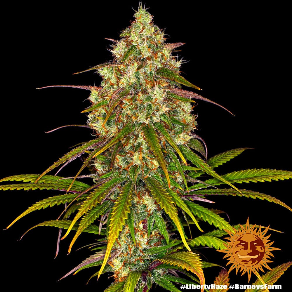 Liberty Haze Feminized Cannabis Seeds by Barneys Farm Liberty Haze Feminized Cannabis Seeds by Barneys Farm