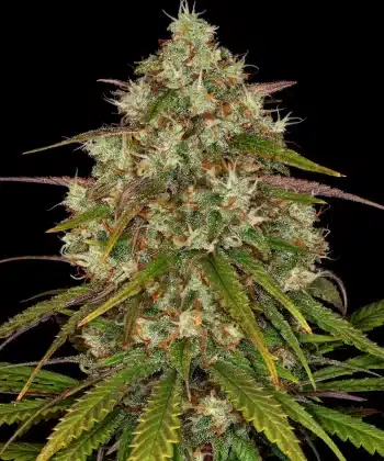 Liberty Haze Feminized Cannabis Seeds by Barneys Farm