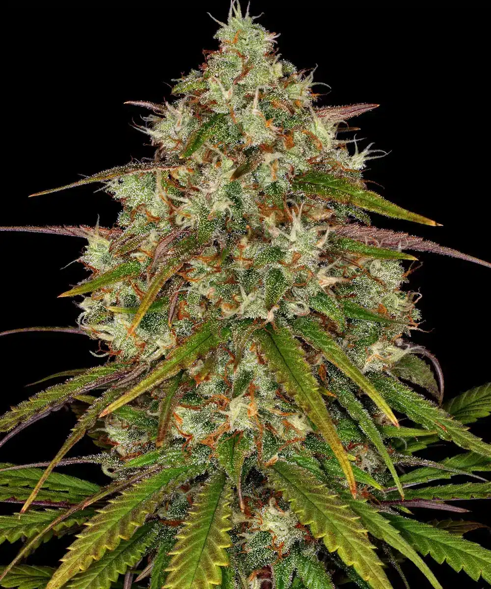 Liberty Haze Feminized Cannabis Seeds by Barneys Farm Liberty Haze Feminized Cannabis Seeds by Barneys Farm