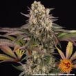 Limoncello Feminized Cannabis Seeds by Barneys Farm