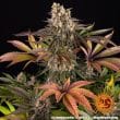 Limoncello Feminized Cannabis Seeds by Barneys Farm