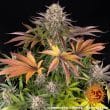 Limoncello Feminized Cannabis Seeds by Barneys Farm