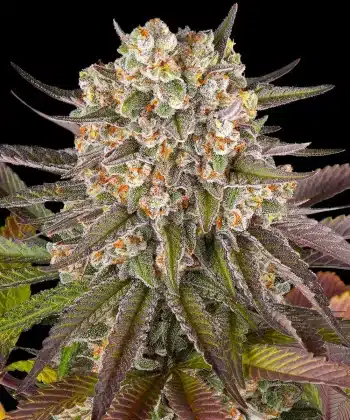 Limoncello Feminized Cannabis Seeds by Barneys Farm