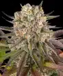 Limoncello Feminized Cannabis Seeds by Barneys Farm