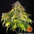 LSD Auto Cannabis Seeds by Barneys Farm