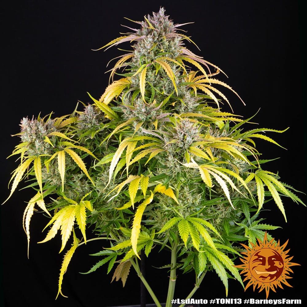 LSD Auto Cannabis Seeds by Barneys Farm LSD Auto Cannabis Seeds by Barneys Farm